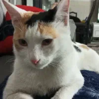 واگذاری گربه کالیکو|گربه|ورامین, خیر آباد|دیوار