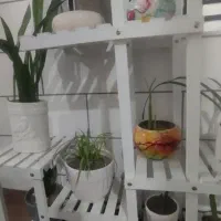 استند وگل وگلدان|گل و گیاه طبیعی|سرپل ذهاب, |دیوار