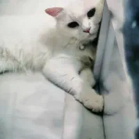 گربه بریتیش ارزان