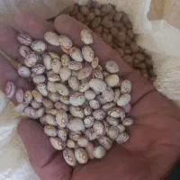 لوبیا چیتی