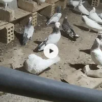 تعدادی کبوتر پرشی و مرغ محلی تخم گذار|پرنده|الیگودرز, |دیوار