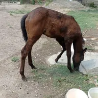 سلام مادرش 2سالس کره 2ماهشه