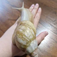 حلزون آچاتینا(آلبینو) طبی، مقاوم و کلاژن ساز|خزنده|اردبیل, |دیوار