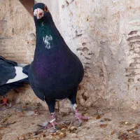 نر سیا پلنگ