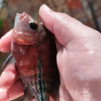 هیبرید کامفا و ویجا (سوپر رد کامفا)|ماهی|فردیس, شهرک راه آهن|دیوار