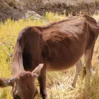 گاو|حیوانات مزرعه|ایذه, |دیوار