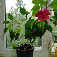 گل ختمی چینی