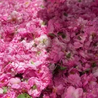 تورزیارتی وسیاحتی قم وجمکران وکاشان