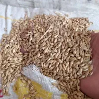 جو خارجی ۱۰۰ تن فروش فوری|لوازم جانبی حیوانات|بهشهر, |دیوار