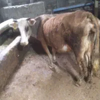 یک راس گاو بومی باگوساله