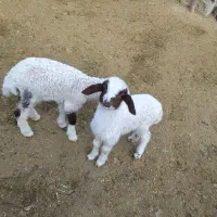 دوعدد بره شیری 95000وبزغاله