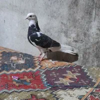 ماده شازده