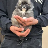 سگ حرفه ای فنجونی