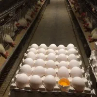 پخش تخم مرغ سپاهان