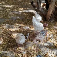 مرغ و خروس و مرغ کرچ آماده جوجه کشی|حیوانات مزرعه|یزد, |دیوار