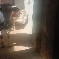 تلیسه ، گوساله