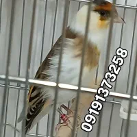 سهره قناری ابلغ دهن لر/سهره قناری سرخ ردی دار|پرنده|تهران, شهید رجایی|دیوار
