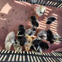 فروش جوجه گلین چهل تاج و ریشو