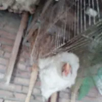 مرغ گوشتی|حیوانات مزرعه|خوی, |دیوار