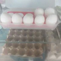 تولید تخم مرغ ، مرغ محلی