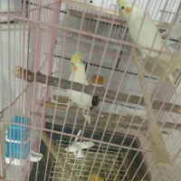 4تا عروس هلندی با 2تا قفس|پرنده|سرپل ذهاب, |دیوار