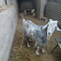بز خوب و جوان|حیوانات مزرعه|جهرم, |دیوار