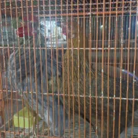 فروش دو خروس و ۴ مرغ|حیوانات مزرعه|لار, |دیوار