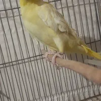 طوطی عروس هلندی ماده لوتینو|پرنده|سوسنگرد, |دیوار