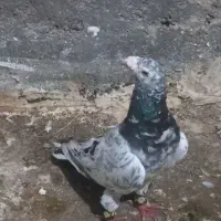 کبوتر سار