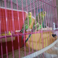 فروش فوری مرغ عشق