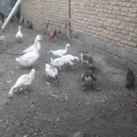مرغ خروس و غاز