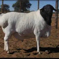 گوسفند مغانی