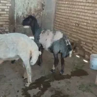 فروش چهار عدد گوسفند با یه قوچ