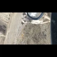 سگ اصیل سرابی|سگ|ارومیه, |دیوار