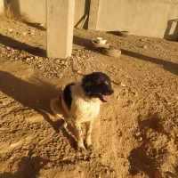 سگ نگهبان (مخصوص باغ)|سگ|برخوار, |دیوار