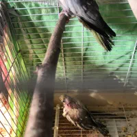 چهار عدد عروس هلندی|پرنده|آزادشهر, |دیوار