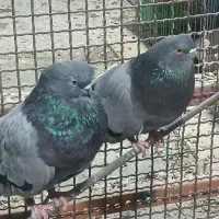 یک جفت کفتر سبز نوک قنار