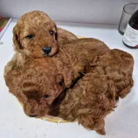 پودل مینیاتوری