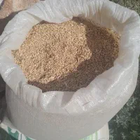 گندم ابی پیشگام