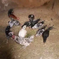مرغ وخروس گلین