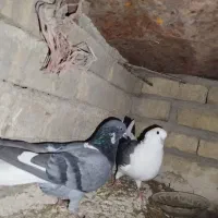 گم شده