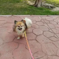 سگ پامر روباهی