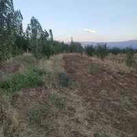 باغ سیب مرگور روستای گارانه و سه گرکان 6500 متر|فروش دفتر صنعتی، کشاورزی، تجاری|ارومیه, |دیوار