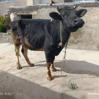 گاو و گوساله