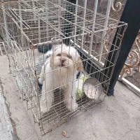 واگذاری سگ خانگی