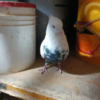 کبوتر دم سیاه نر