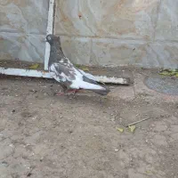 کبوتر بهبهانی|پرنده|استهبان, |دیوار