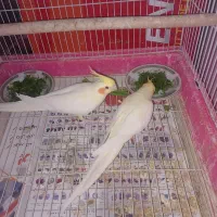 ۲ عدد عروس هلندی جفت لوتینو مولد|پرنده|مشکیندشت, |دیوار