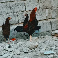 مرغ و خروس