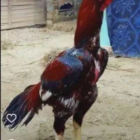 خروس لاری